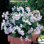 Seminte profesionale Pelargonium peltatum - Muscata curgatoare - imagine 49033